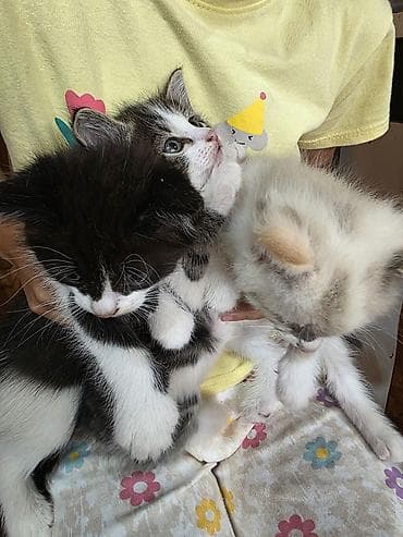као мани: Котята, помёт из нескольких малышей. Окрас разный: - бело‑чёрные — 4