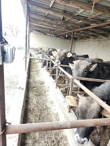 купить черного петуха: Продаю | Бык (самец) | На откорм | Привязанные — 2