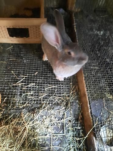 фландр кролик купить: Продаю | Крольчиха (самка) — 2