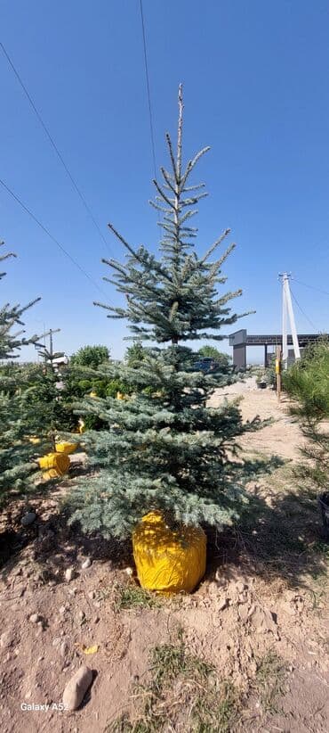саженцы голубой ели: Саженцы деревьев: Ели, Платная доставка — 1