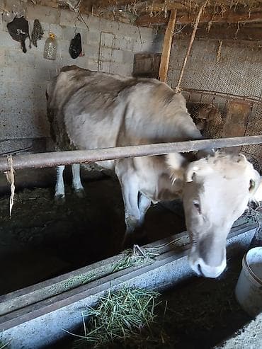 мел для крс: Продаю | Корова (самка) | Для молока | Привязанные — 6