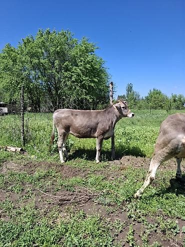 вака купить: Продаю | Бык (самец) | Швицкая | На откорм | Привязанные — 7
