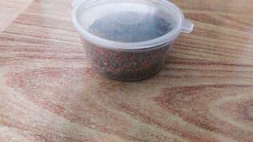 Грызуны: Продаю аквариум, с растением, кормом и с камнями, объем 1 литр, торг — 5