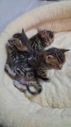 отдам котенка в добрые руки: На бронь бенгальские котята,свободны две девочки,к переезду будут — 2