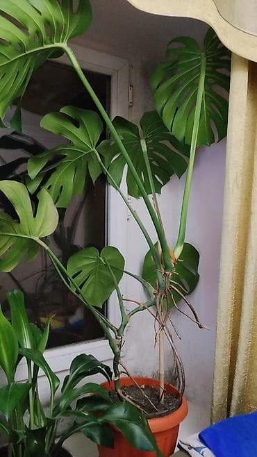 цветы каракол: Срочно продаю комнатные цветы-Монстера — 2