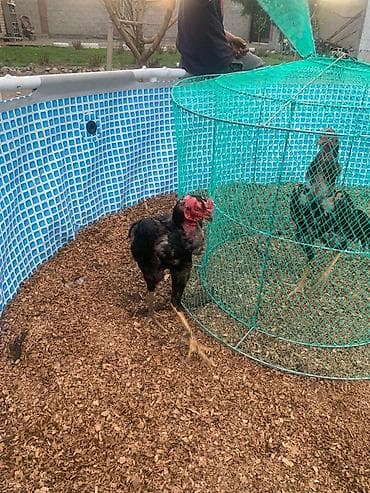 Үй жаныбарлары: Сатам | Короздор | Тебиштирүүчү | Көбөйтүү үчүн — 4