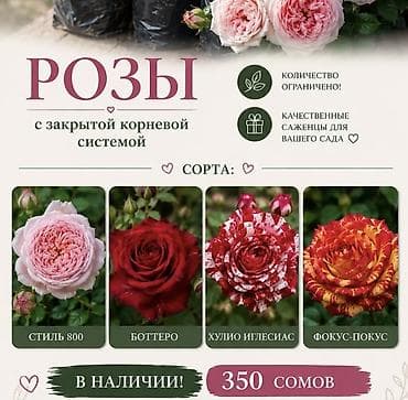 Саженцы