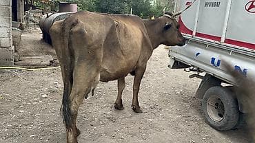 собаки рынок в бишкеке цены: Продаю | Корова (самка) | Для молока — 9