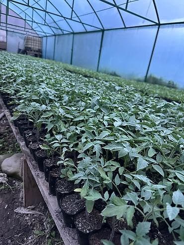 пошив тент: Бригада рабочих на полевые и сельхоз работы Мы Дружная команда из 25 — 7