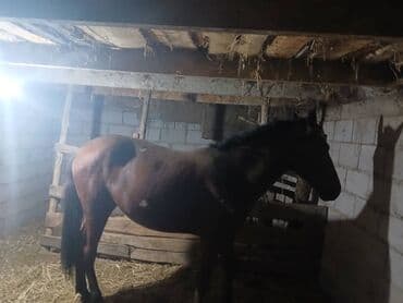 купить золотого ретривера: Продаю | Жеребенок — 9