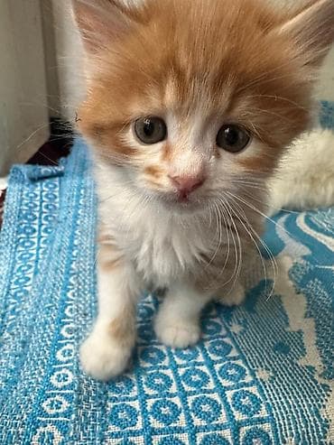 рыжий котёнок купить: КОТЁНОК МАЛЬЧИК 1,5 МЕСЯЦА. Рыжево-белый котёнок с пушистой шерстью и — 1