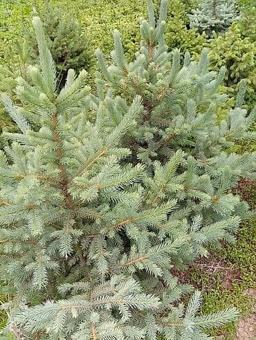 бортики в кроватки с: Ель колючая (Picea pungens) «голубая» - Сортовая голубая хвоя — 3