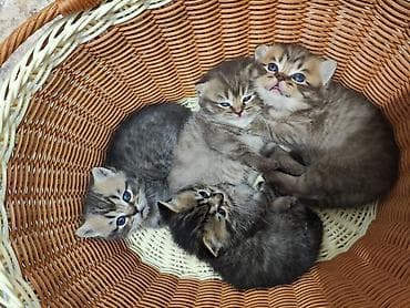 скоттиш страйт котята: Скотиш Страйт (Шотландская прямоухая), 1 месяц, Девочка, Приучена к лотку, Проглистована — 3