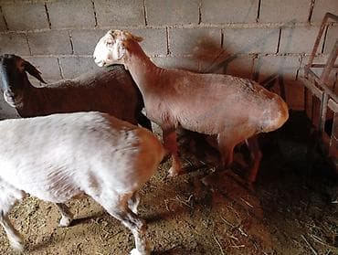 ящик ош: Сатам | Ургаачы кой (ургаачы) | Көбөйтүү үчүн | Ургаачы — 3