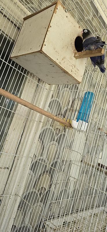 александрийский попугай: 💜 Чистая фиолетовая пара масковых неразлучников — 5500 сом! Продаётся — 3
