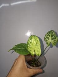 продам рассаду помидор: В продаже укоренённые сингониумы в активном росте: панда гелакси — 13