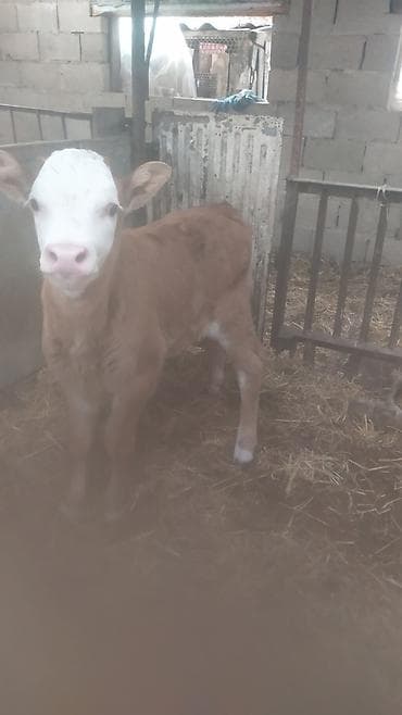 Ветеринар кызматы: Сатам | Музоо | Симментал | Бордоп семиртүү үчүн | Жасалма уруктандырылган — 1