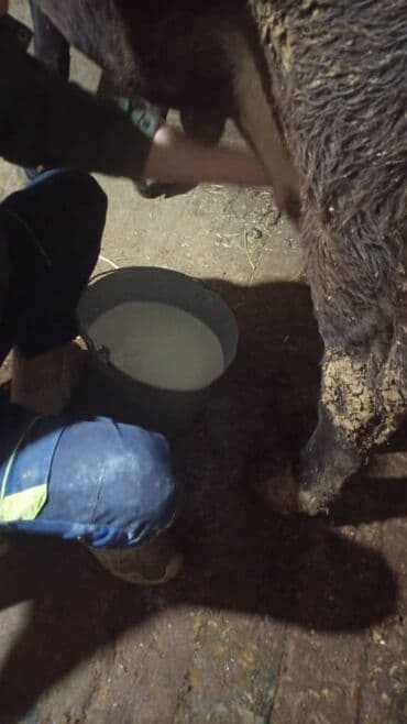 домашние собаки: Сатам | Уй (ургаачы) | Алатоолук, Швиц | Сүт алуу үчүн, Көбөйтүү үчүн — 5