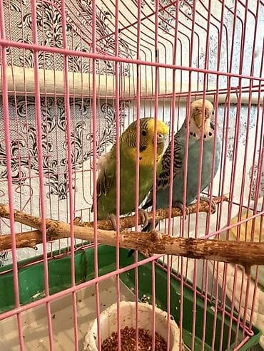 клетка для кореллы: Волнистые попугаи (пара) с клеткой. - Описание: два волнистых попугая — 2