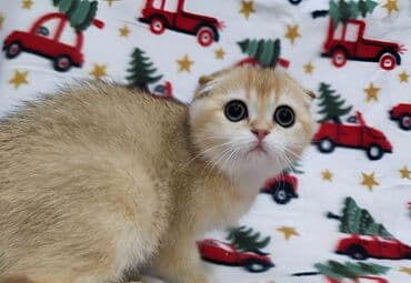 Мышыктар: Скотиш Фолд (Шотландиялык шалпаң кулак), 3 айлык, Ургаачы, Алтын шиншилла — 2