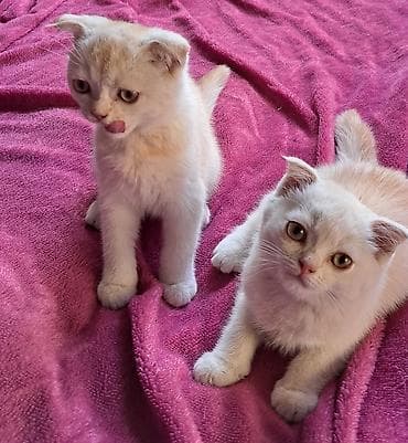 Шотландский вислоухий котёнок, окрас белый с кремовыми ушками и