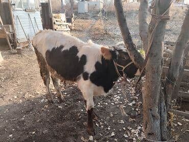 собака булдок: Продаю | Бык (самец) — 3