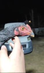 купить несушек курей: Продам дакан | бойцовский петухи| 5.5 Месяца. Срочно продам даканов — 2