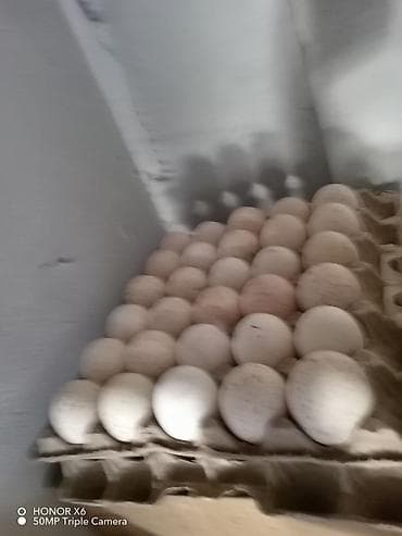 яйца куриные: Продаю | Инкубационные яйца | Бройлерная | Для разведения | Племенные — 3