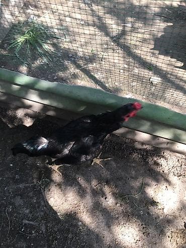 золотой ворон: Продаю | Петух | Бойцовая | Для разведения — 2