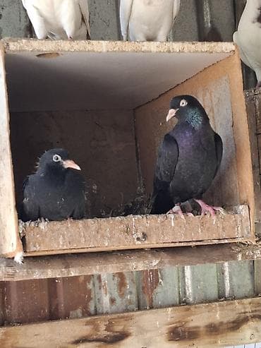 брама изабель: Голуби домашние, декоративно-летные породы, разного окраса. Описание — 5