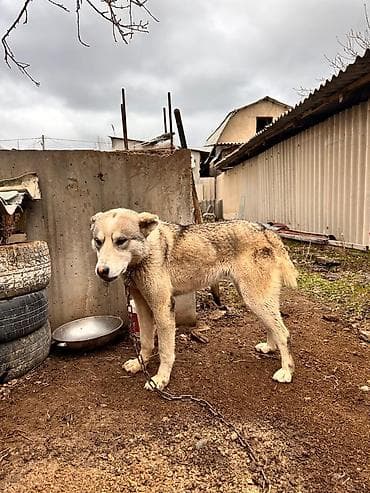 отдам ребенка после родов 2022 бишкек: Отдам даром собаку — 3