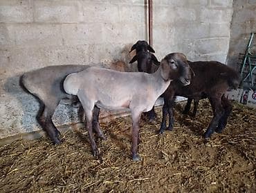 пчелы пасика: Продаю | Овца (самка) | Для разведения, На забой | Ярка — 8