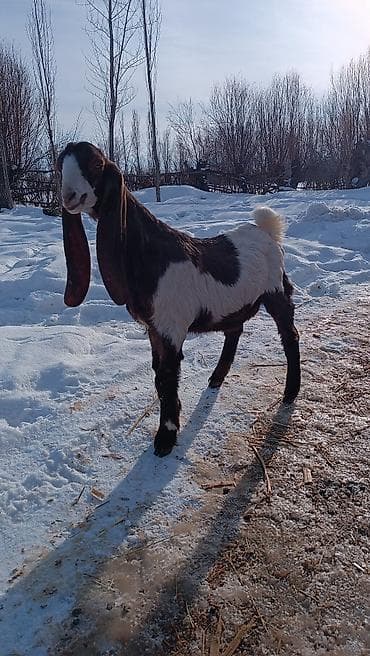 козлы: Продаю | Козлёнок | Камори | Для разведения — 3