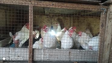 скупка курей: Продаю | Куры | Домашняя | Несушки — 6