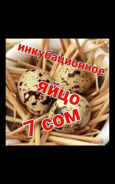 домашний животные: Продаю ПЕРЕПЕЛЯТ суточных под заказ. Техас преимущественно и — 5