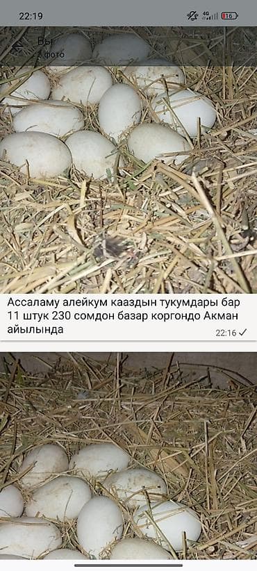 кошка домашный: Гуси инкубационные яйца - Количество: 11 штук - Цена: 230 сом за — 1