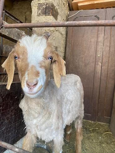 баран матка: Продаю | Козёл (самец) | Полукровка | Для разведения | Осеменитель — 1