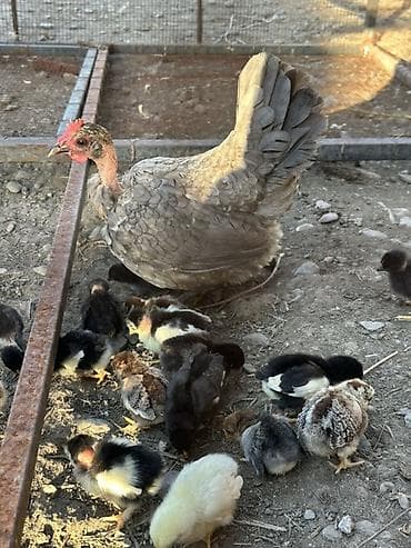 зоомагазин бишкек орто сай: Сатам | Балапандар | Үй | Көбөйтүү үчүн — 1