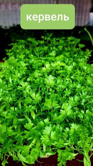 превосходный сорт яблок: Продается вкусная красивая и очень полезная микрозелень в большом — 2