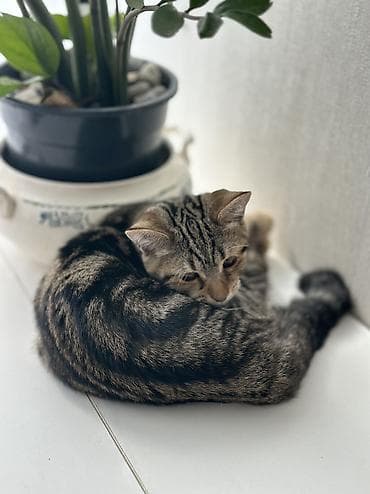 шотландская кошка: Девочка 4 месяца, порода скотиш страйт🥰 Котёнок с ярким тигровым — 4