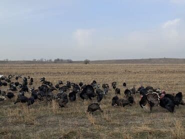 домик для кур: Продаю | Индюшка (самка), Индюшата | Черный принц, Северокавказская | На забой, Для разведения | Племенные — 12