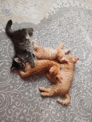 Котята домашние, окрас: - три рыжих табби (полосатые), густая мягкая at lalafo.kg Котята домашние, окрас: - три рыжих табби (полосатые), густая мягкая