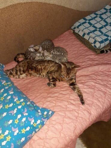 бенгальская кошка окрасы: Бенгальская, 1 месяц, Мальчик, Черепаховый, Приучена к лотку — 8