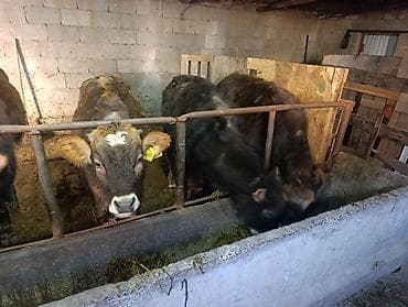 Аквариумдар: Сатам | Бука (эркек) — 8