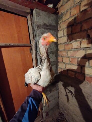 продаю в связи с переездом: Продаю | Петух | Бойцовая | Для разведения — 2