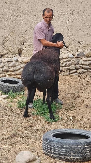 Другие животные: Продаю | Баран (самец) | Арашан | Для разведения | Племенные — 2