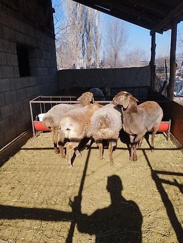 баран допер: Продаю | Ягненок | Арашан | Для разведения | Ярка — 3