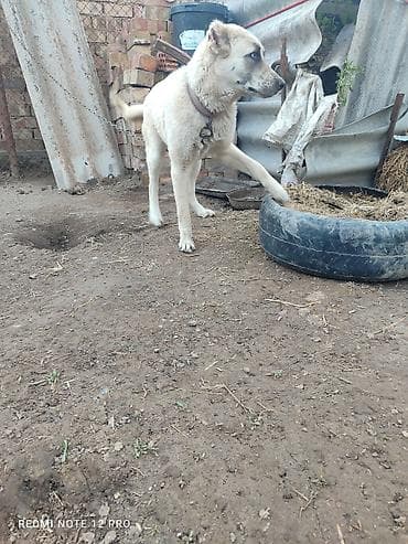 кошка 302: Собака крупной породы, кремового окраса с темной маской на морде — 4