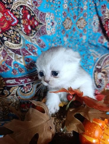 Кошки: Шотландский котёнок,скотишь фолд,в серебренном окрасе. Готов к — 1