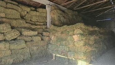 корм для собак купить: Беде тук сатылат 1-2 чи укос! Таза мощный туктолгон беделер количество — 1